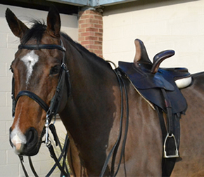 The Side Saddle Association